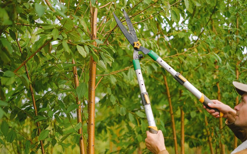Tree trimming in Hagaman, NY